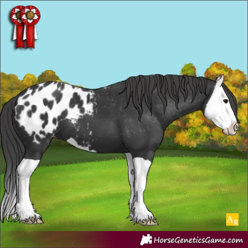 Horse Color:Black Splash Appaloosa 