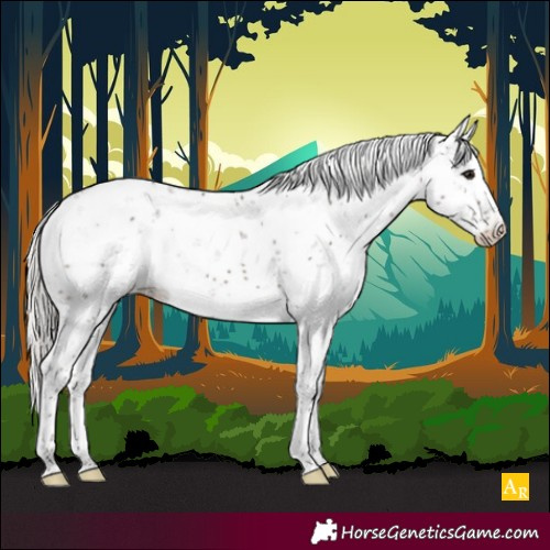 Horse Color:Silver Black Sabino Rabicano