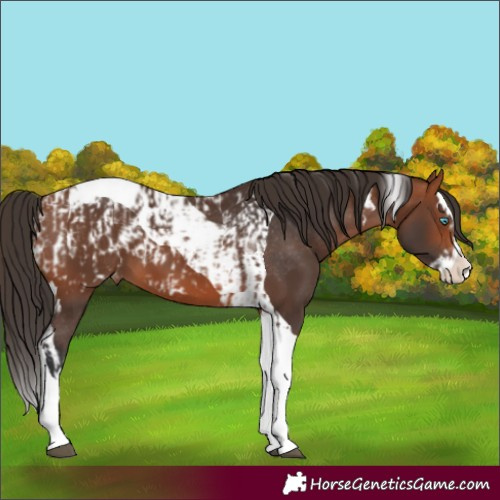 Horse Color:Bay Splash Tobiano Appaloosa  and Bay Splash Tobiano Appaloosa 
