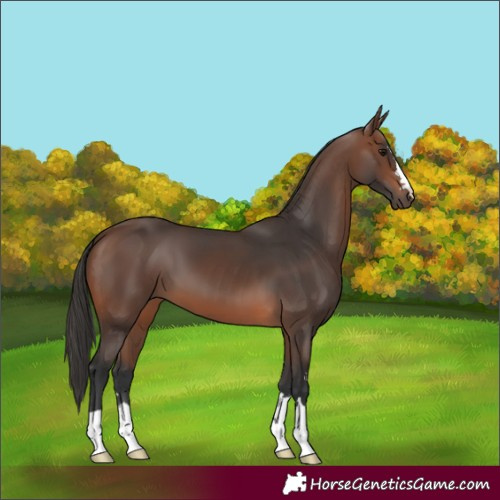 Horse Color:Brown 