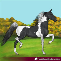 Horse Color:Black Tobiano 