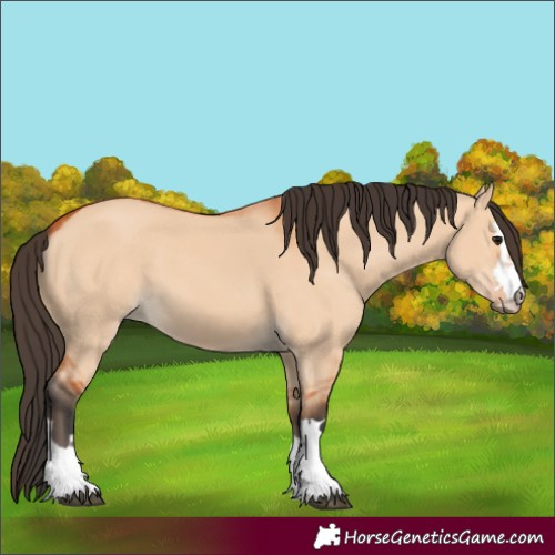 Horse Color:Bay Dun