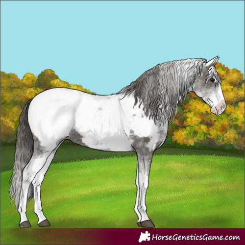 Horse Color:White Spotted Grullo Splash Appaloosa 