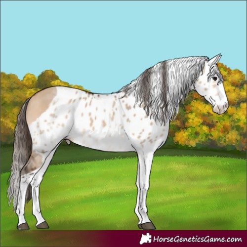 Horse Color:White Spotted Bay Dun Splash Tobiano Skewed Appaloosa 