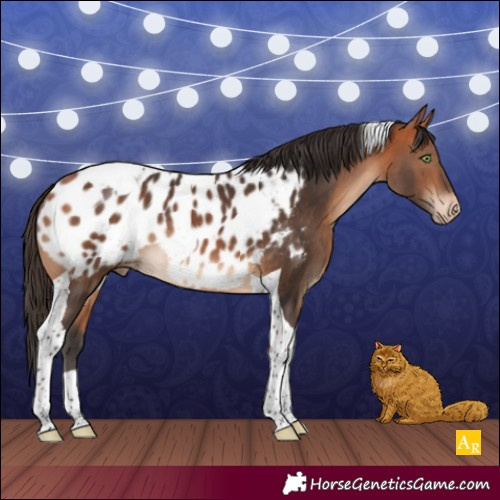 Horse Color:Bay Tobiano Appaloosa 