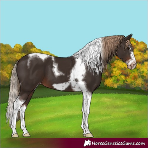 Horse Color:Liver Chestnut Splash Tobiano Frame Appaloosa 