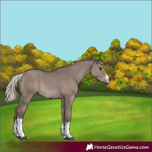 Horse Color:White Spotted Silver Grullo Rabicano Brindle 