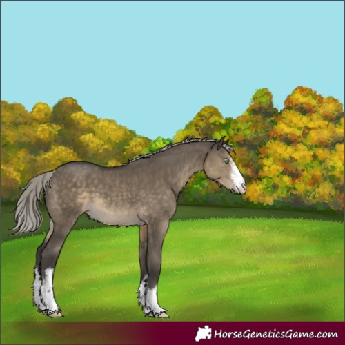 Horse Color:White Spotted Silver Smoky Grullo