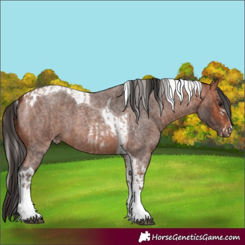 Horse Color:Silver Brown Roan Sabino Varnish and Bay Roan Tobiano