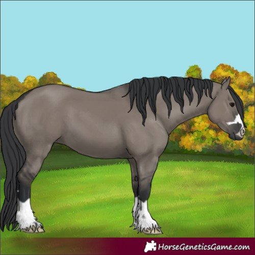 Horse Color:Grullo