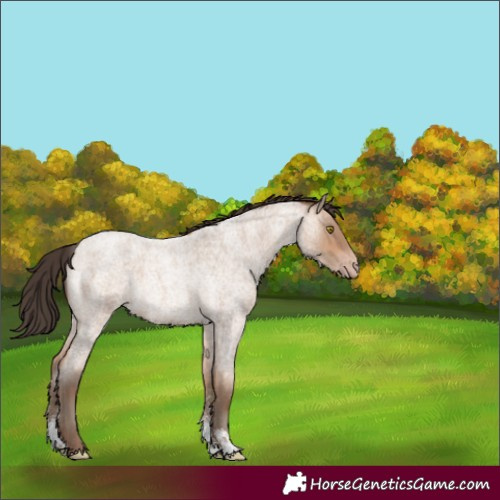 Horse Color:Amber Champagne Roan Sabino 