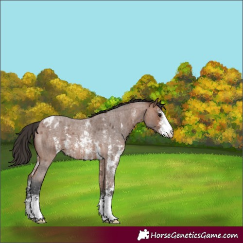 Horse Color:Bay Roan Sabino Blanket