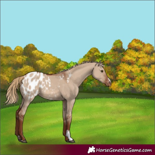 Horse Color:Red Dun Sabino Blanket Rabicano