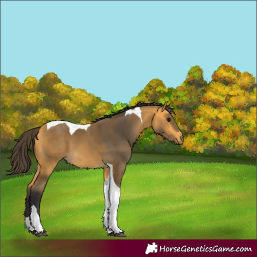 Horse Color:Buckskin Tobiano 