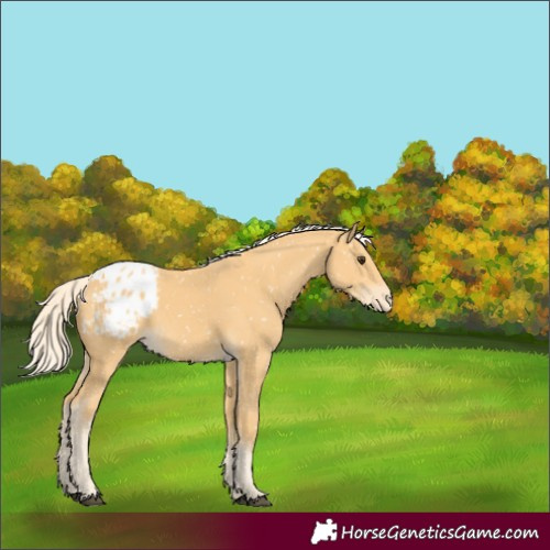 Horse Color:Palomino Appaloosa 