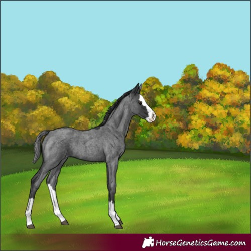 Horse Color:Blue Roan Splash Varnish 