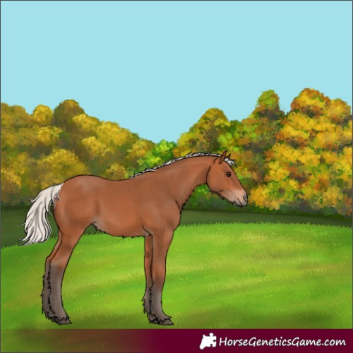 Horse Color:Silver Bay 