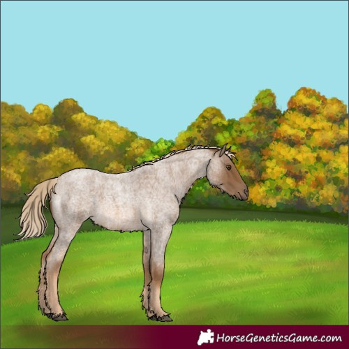 Horse Color:Chocolate Palomino Roan 