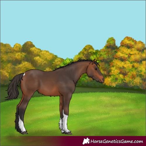 Horse Color:Bay Tobiano 