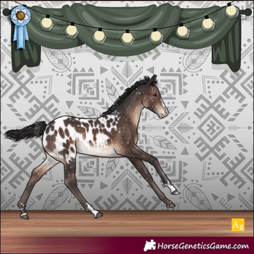Horse Color:Brown Appaloosa Rabicano
