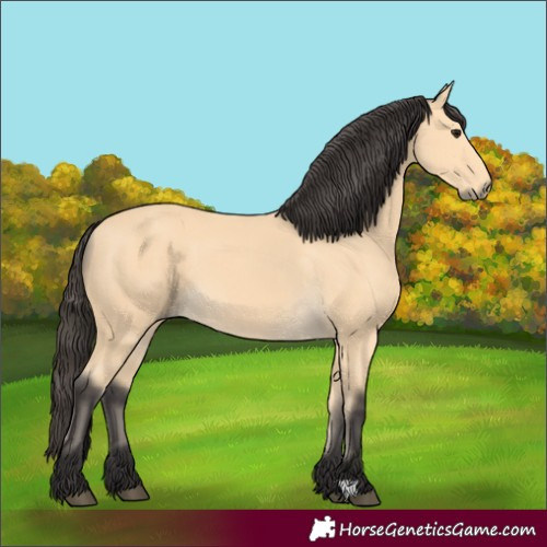 Horse Color:Buckskin 