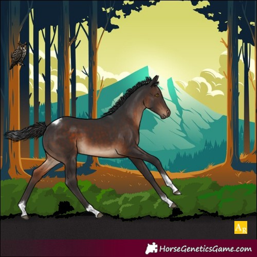 Horse Color:Brown Tobiano 