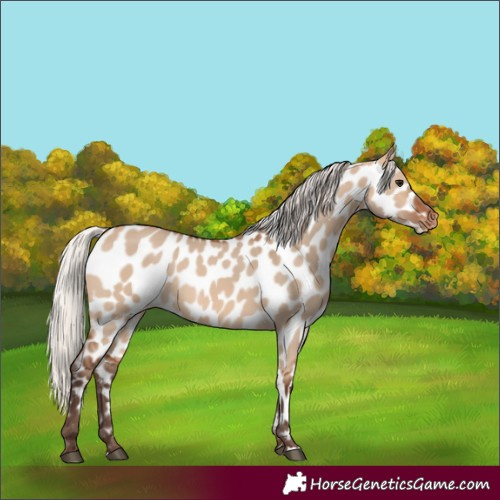 Horse Color:Silver Brown Dun Appaloosa