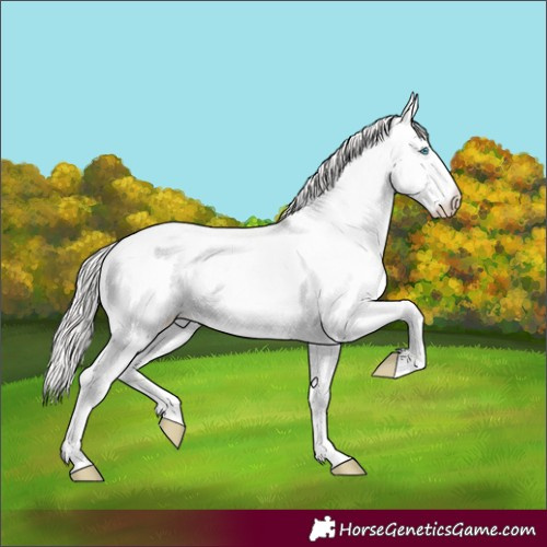 Horse Color:White Spotted Perlino Dun 