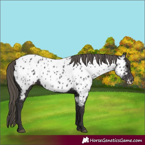 Horse Color:Smoky Black Appaloosa
