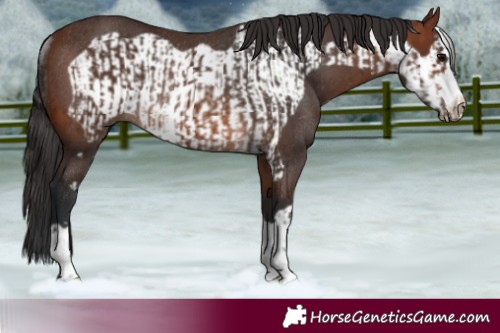 Horse Color:Brown Rabicano  and Brown Frame Rabicano 