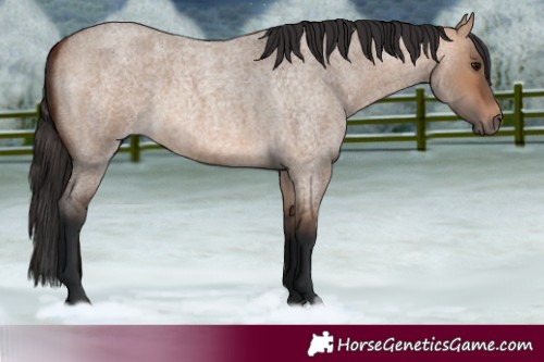 Horse Color:Bay Roan Dun 