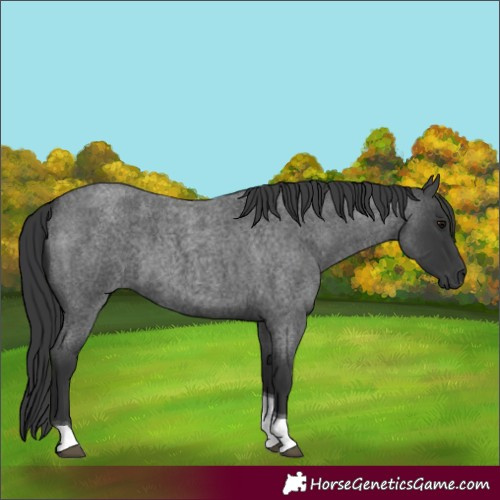 Horse Color:Blue Roan Tobiano 