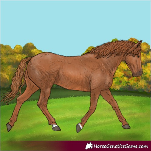 Horse Color:Chestnut 