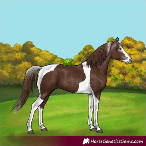 Horse Color:Gray Chestnut Splash Tobiano 