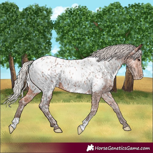 Horse Color:Silver Bay Ice Near Leopard 