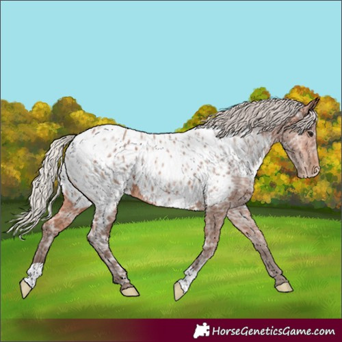 Horse Color:Silver Bay Ice Appaloosa 