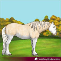 Horse Color:Palomino Roan Splash 