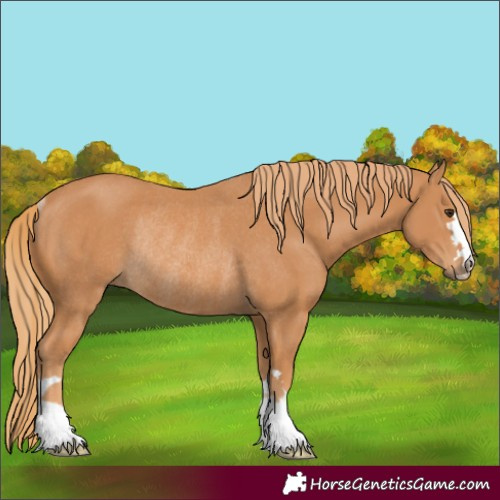 Horse Color:Chestnut Rabicano
