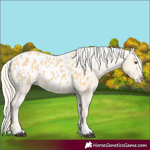Horse Color:Palomino Appaloosa