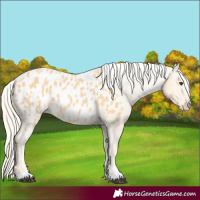 Horse Color:Palomino Blanket 