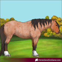 Horse Color:Bay Roan Rabicano