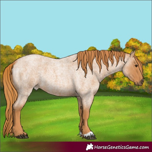 Horse Color:Red Roan 