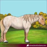 Horse Color:Red Roan Rabicano 