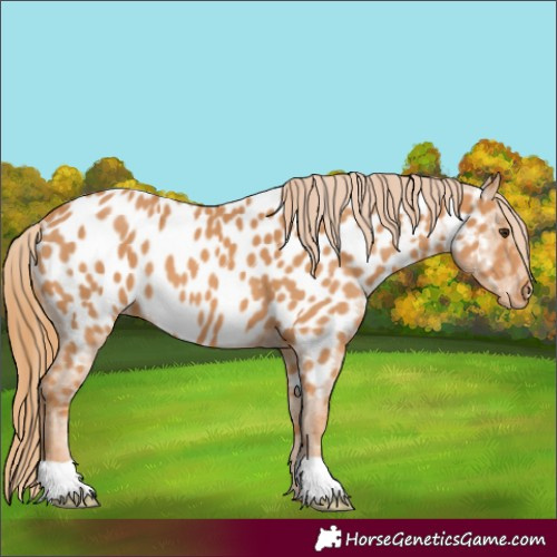 Horse Color:Chestnut Near Leopard 