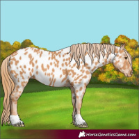 Horse Color:Chestnut Near Leopard 