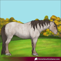 Horse Color:Classic Champagne Roan 