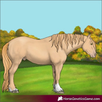 Horse Color:Gold Champagne
