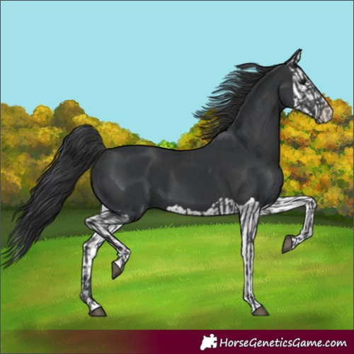 Horse Color:Black and Black Splash