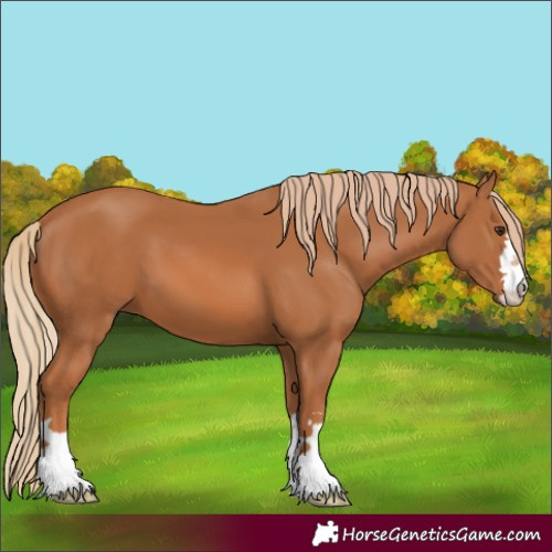 Horse Color:Chestnut 