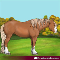 Horse Color:Chestnut 